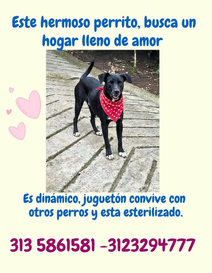 Perra rescatada busca hogar en Pereira 