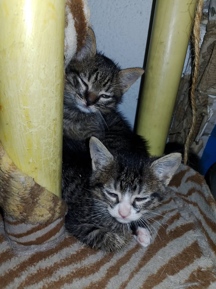 Gatitos en Adopción en Tuluá, Valle 