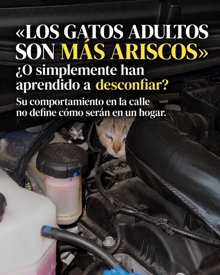 Adopta un gato adulto en Pereira, Risaralda - Colombia 