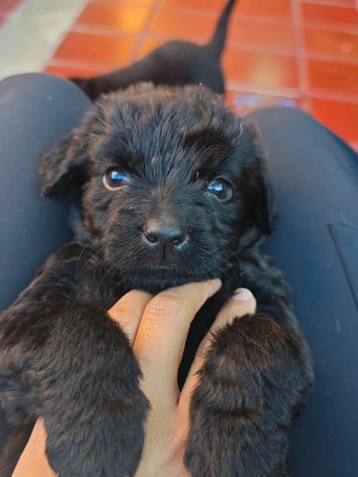 Adopta a Joaquina, cachorro criollo en Bogotá 