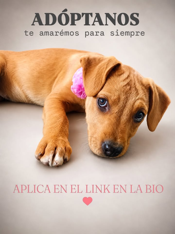 Adopta Melina y Selene, cachorras medianas en Bogotá 
