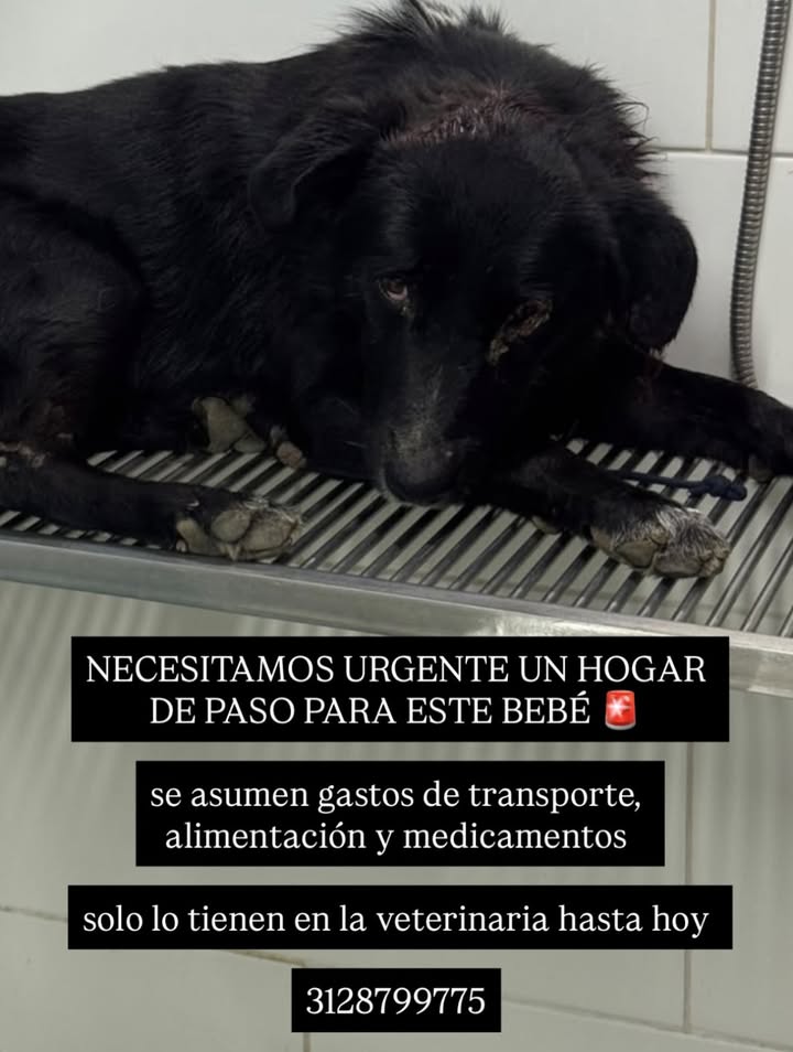 Perro necesita hogar de paso o permanente en Pereira, Risaralda 
