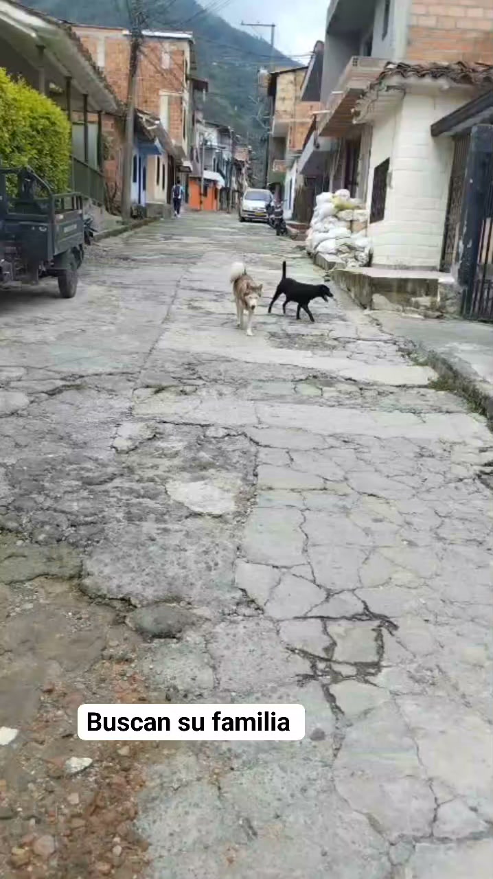 Perros perdidos en Amagá, Antioquia 