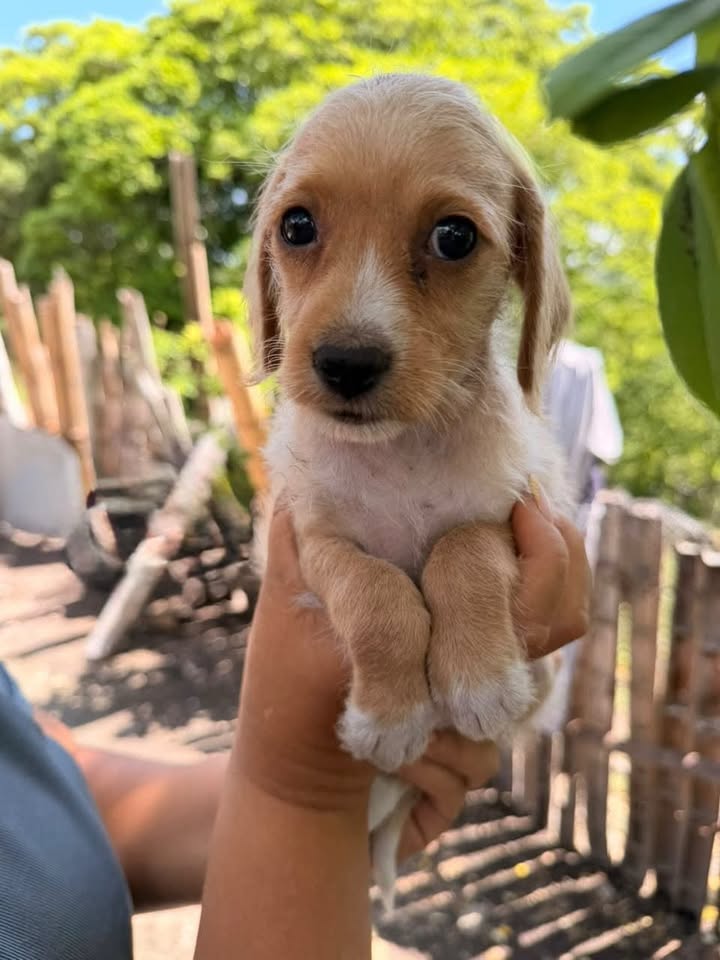 Cachorros medianos pequeños en adopción en Pereira, Risaralda 