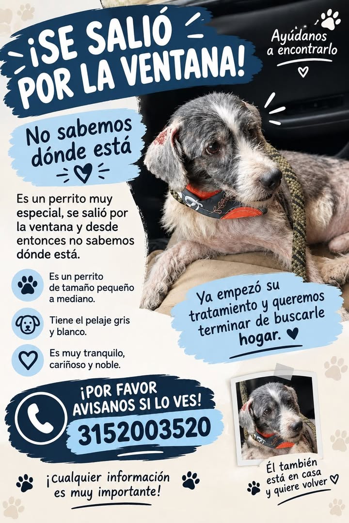 Perro perdido en Tuluá, Valle 