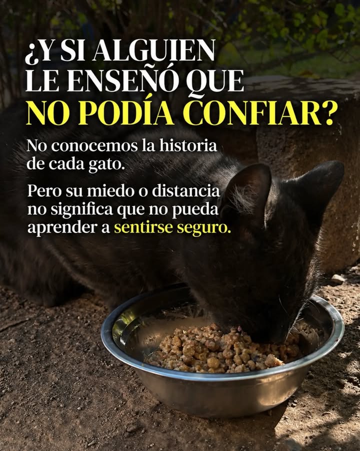 Adopta un gato adulto en Pereira, Risaralda - Colombia 
