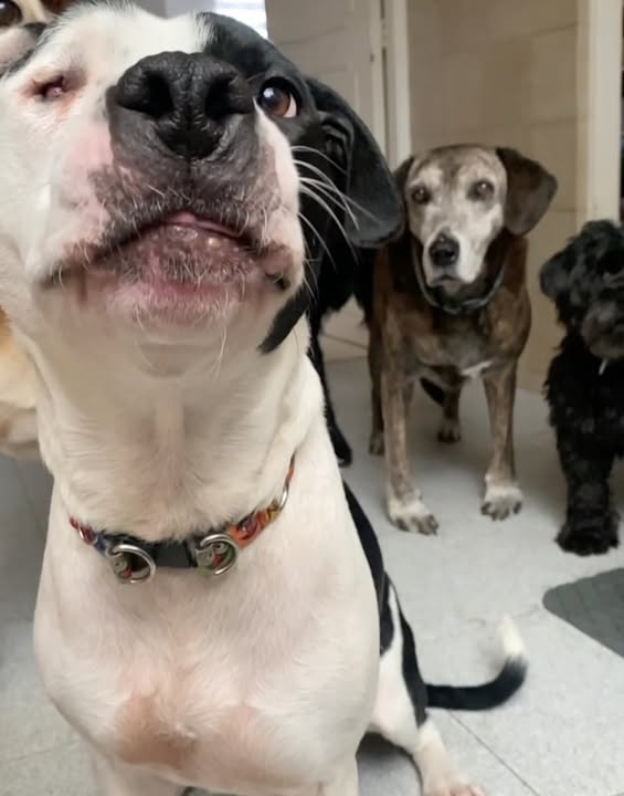 Adopta a Alegría, una perrita juguetona y amorosa en Bogotá 