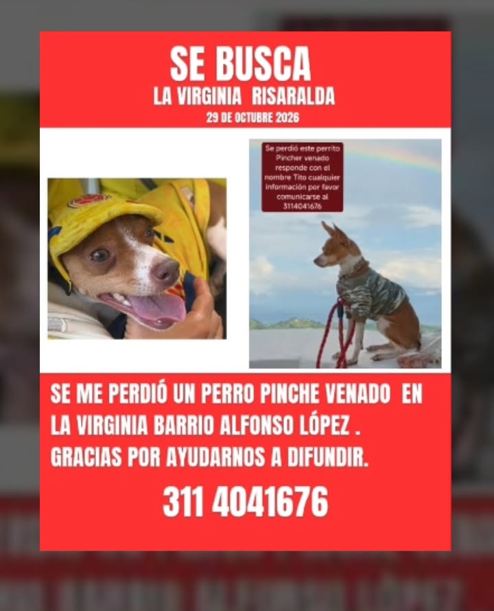 Perro perdido en La Virginia Risaralda 