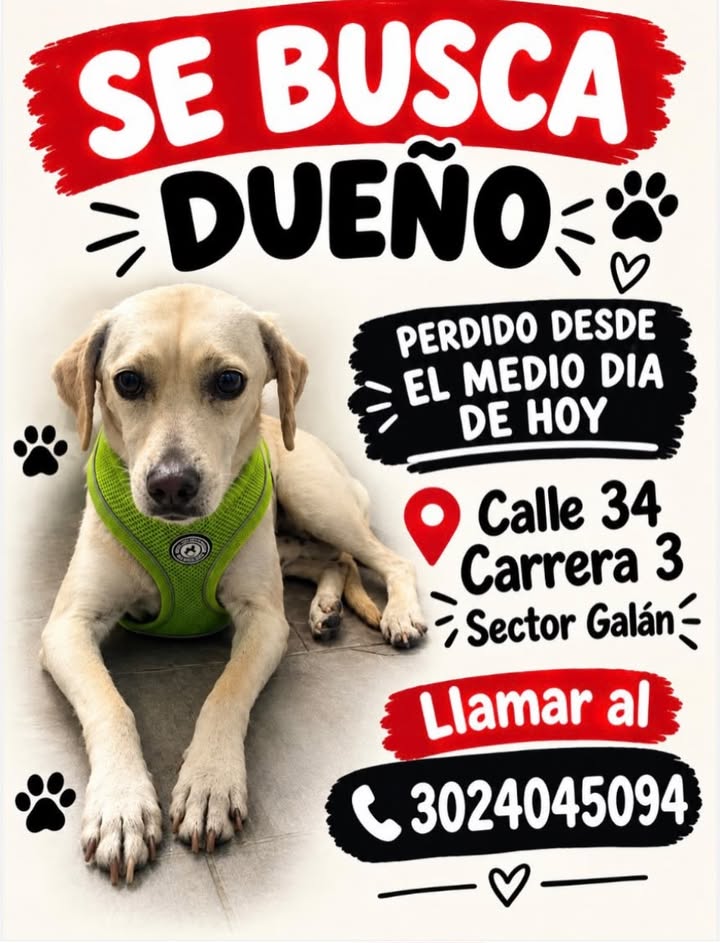 Perro perdido en Pereira, Risaralda 