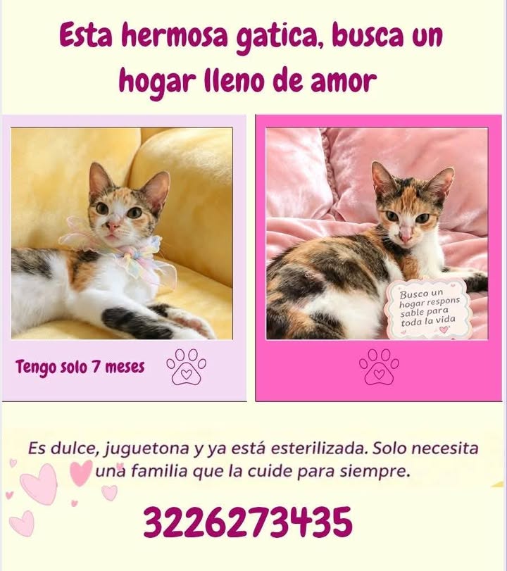 Perra rescatada busca hogar en Pereira 