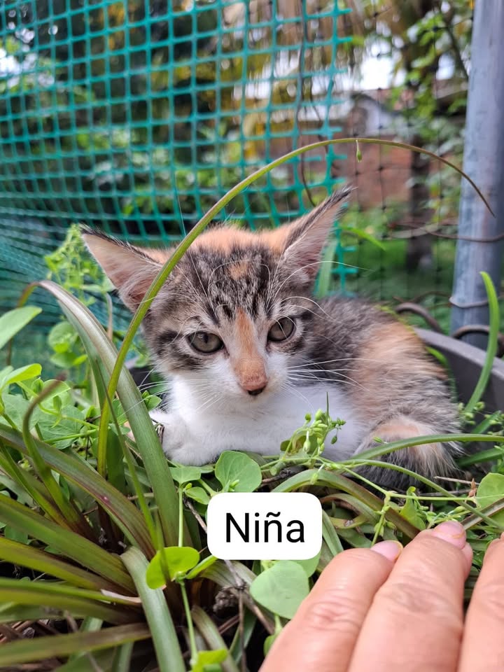 Gatitos juguetones y calmos en adopción responsable 