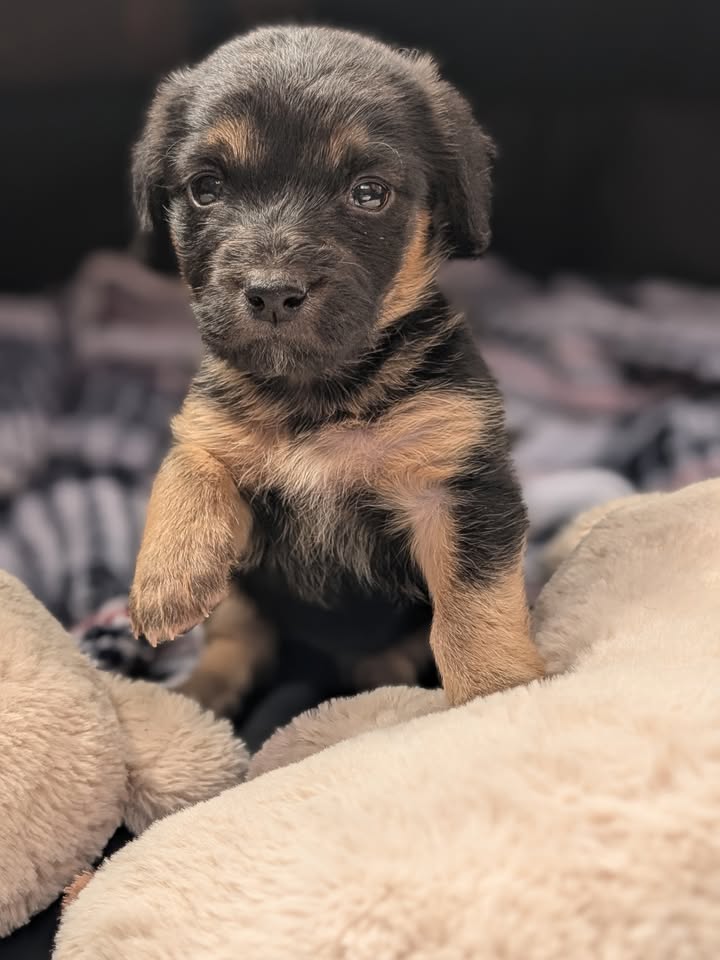Adopta a Helena, cachorra criolla de 1 mes en Bogotá 