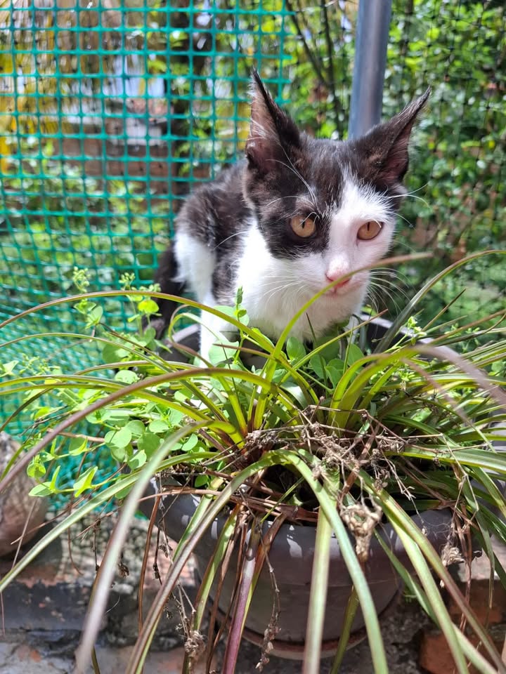 Gatitos juguetones y calmos en adopción responsable 