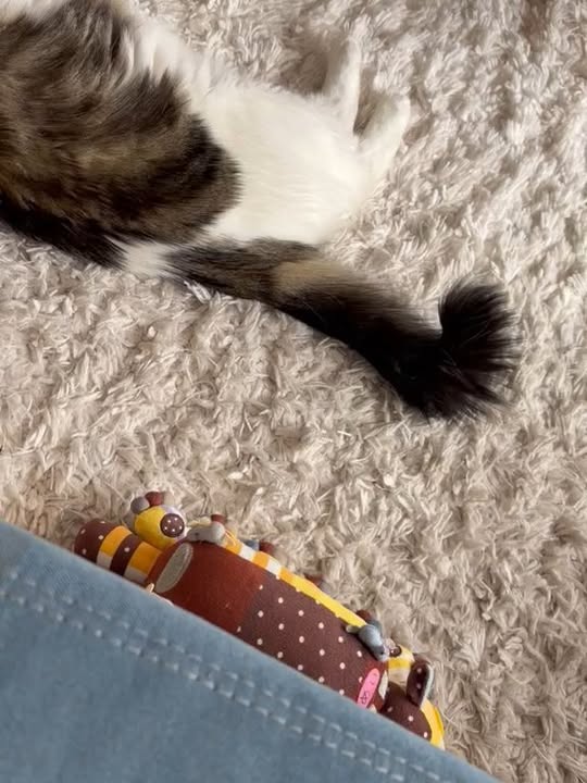 Seguimiento adopción ex Toby, ahora Rambito 