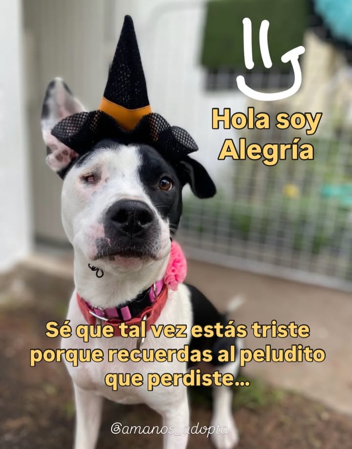 Adopta a Alegría, una perrita juguetona y amorosa en Bogotá 