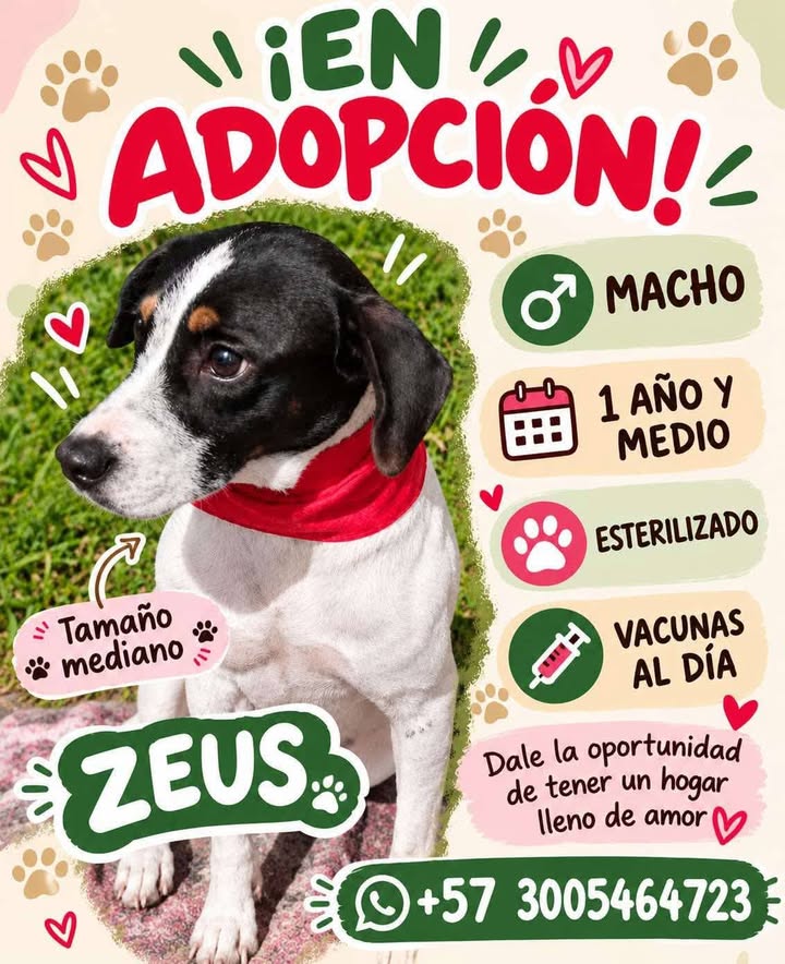 Perra en adopción en Pereira 