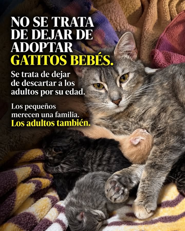 Adopta un gato adulto en Pereira, Risaralda - Colombia 
