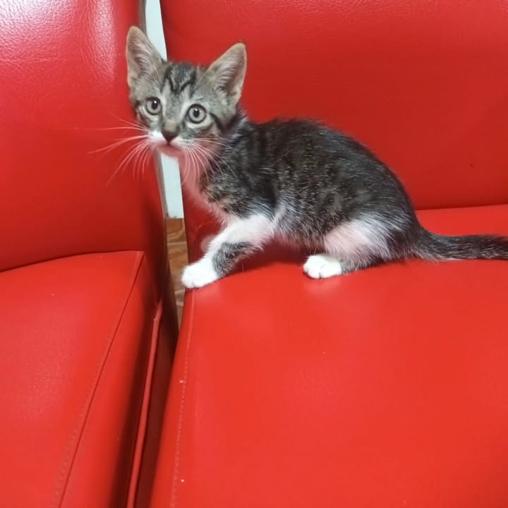 Adopción responsable de gatita de dos meses en Neira, Caldas 