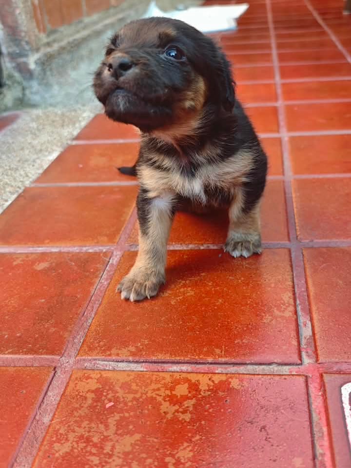 Adopta a Helena, cachorra criolla de 1 mes en Bogotá 