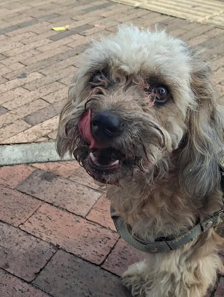 Perro de un año esterilizado y con vacunas al día busca hogar en Pereira 