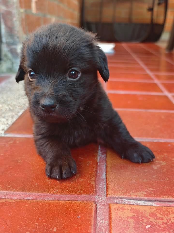 Adopta a Rafael: Cachorro mestizo, 1 mes, tamaño sorpresa en Bogotá 