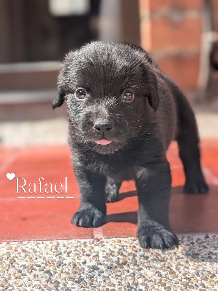 Adopta a Rafael: Cachorro mestizo, 1 mes, tamaño sorpresa en Bogotá 