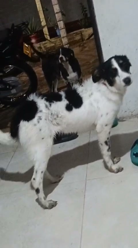 Perra encontrada en Amagá, Antioquia, Colombia 