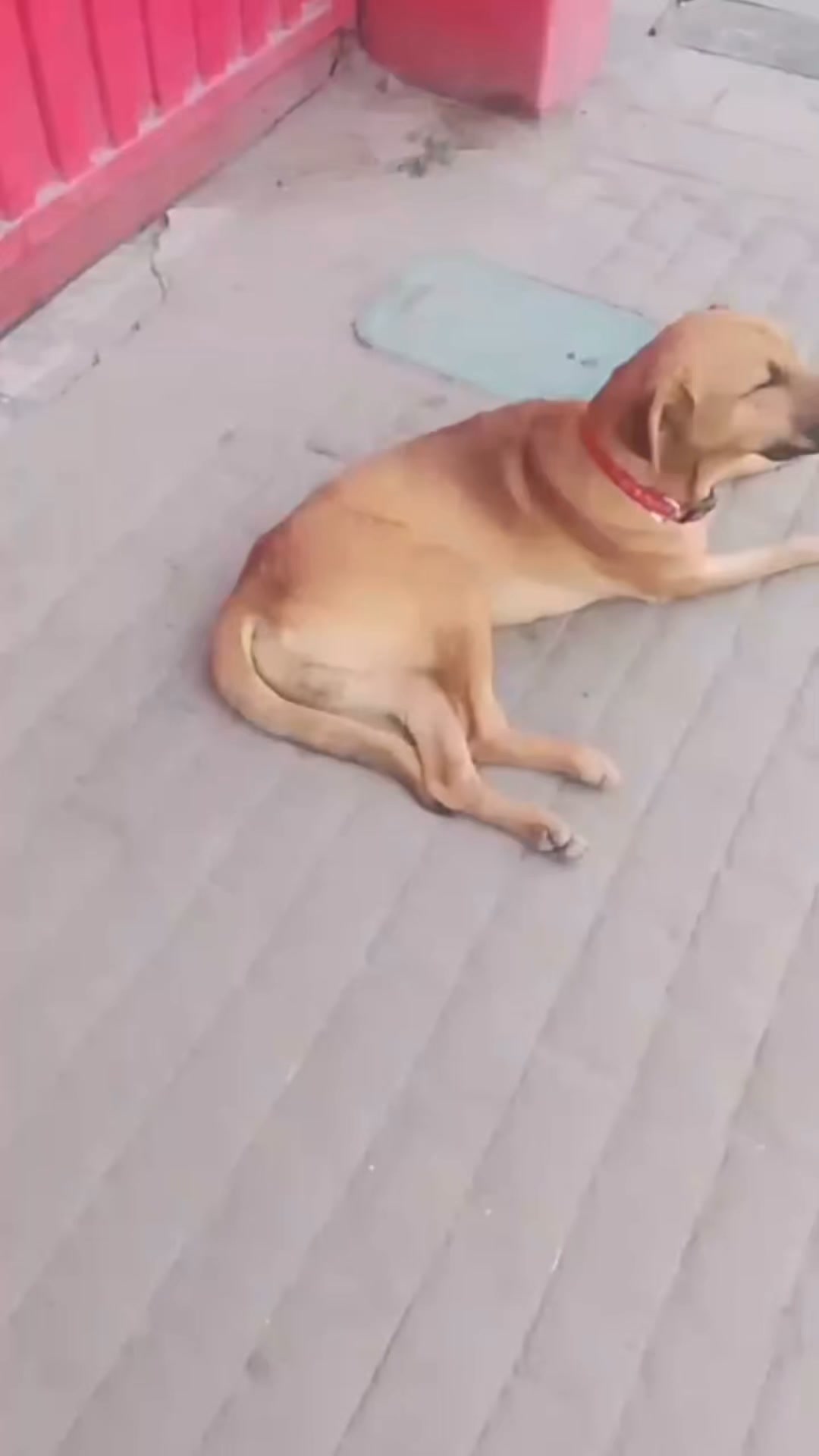 Perro encontrado atropellado en Barrio León, Bogotá 