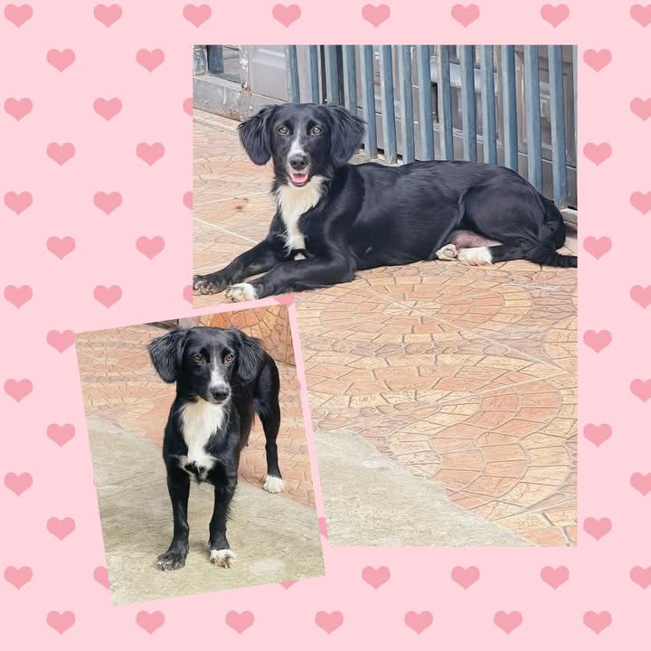 Perra joven en adopción en Tuluá, Valle 