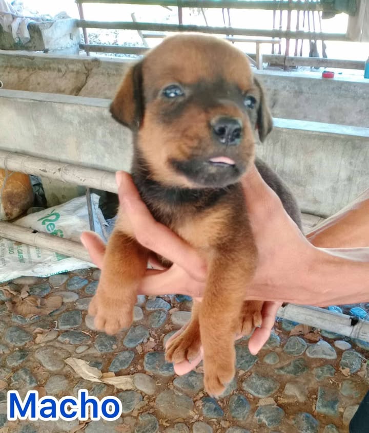 Cachorros Mestizos de Mediana Raza Buscan Hogar en Tuluá 
