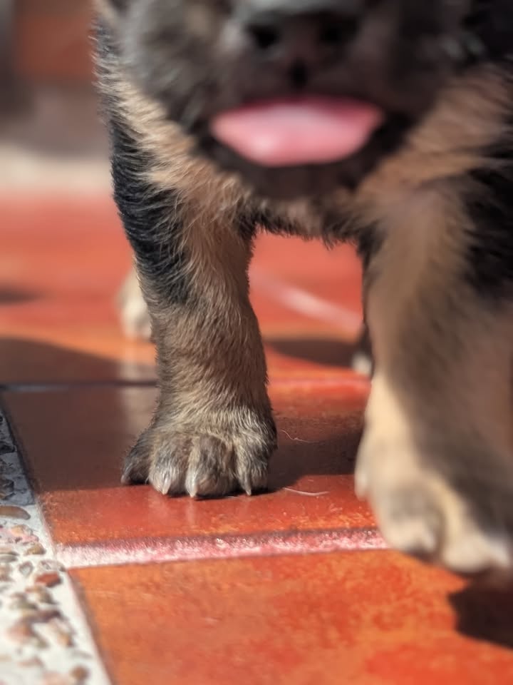 Adopta a Helena, cachorra criolla de 1 mes en Bogotá 