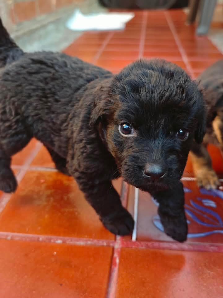 Adopta a Joaquina, cachorro criollo en Bogotá 