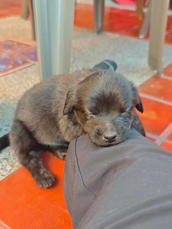 Adopta a Rafael: Cachorro mestizo, 1 mes, tamaño sorpresa en Bogotá 