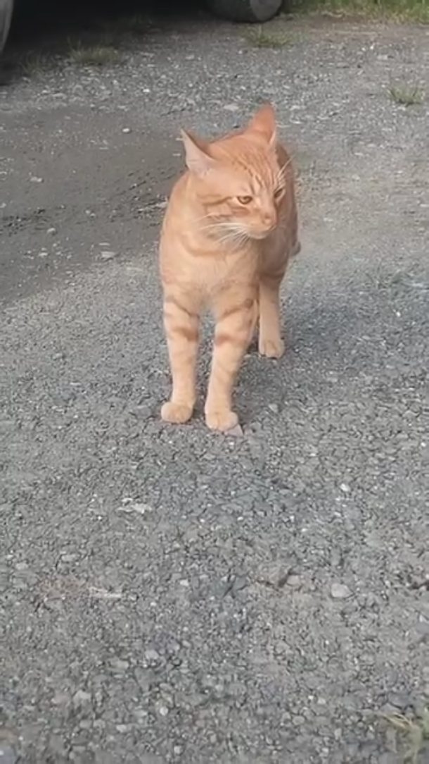 Gato encontrado en Pereira busca hogar 