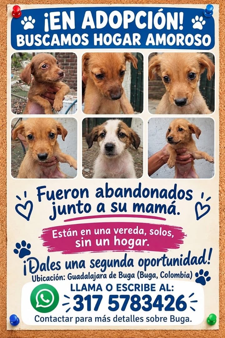 Perros en adopción en Tuluá 