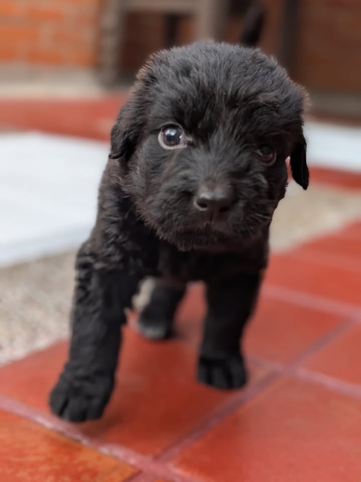 Adopta a Joaquina, cachorro criollo en Bogotá 