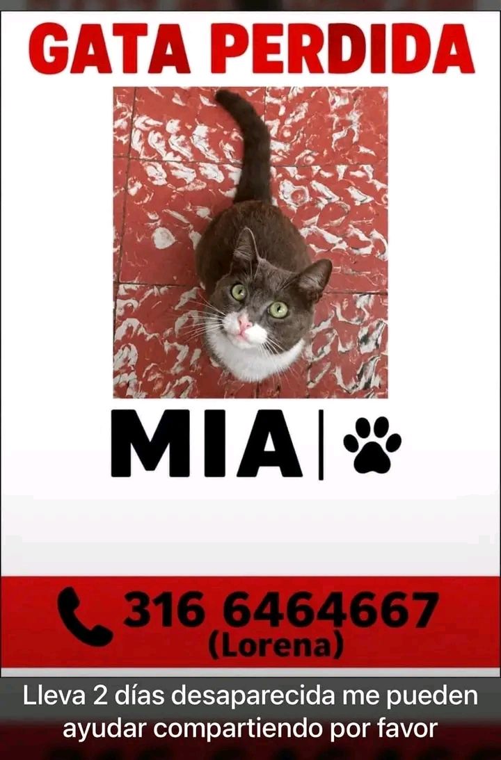 Gata perdida en Tuluá, Valle del Cauca 