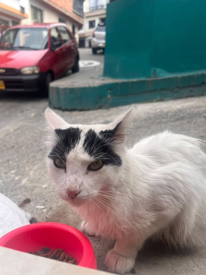 Gatica en adopción o hogar de paso en Pereira 