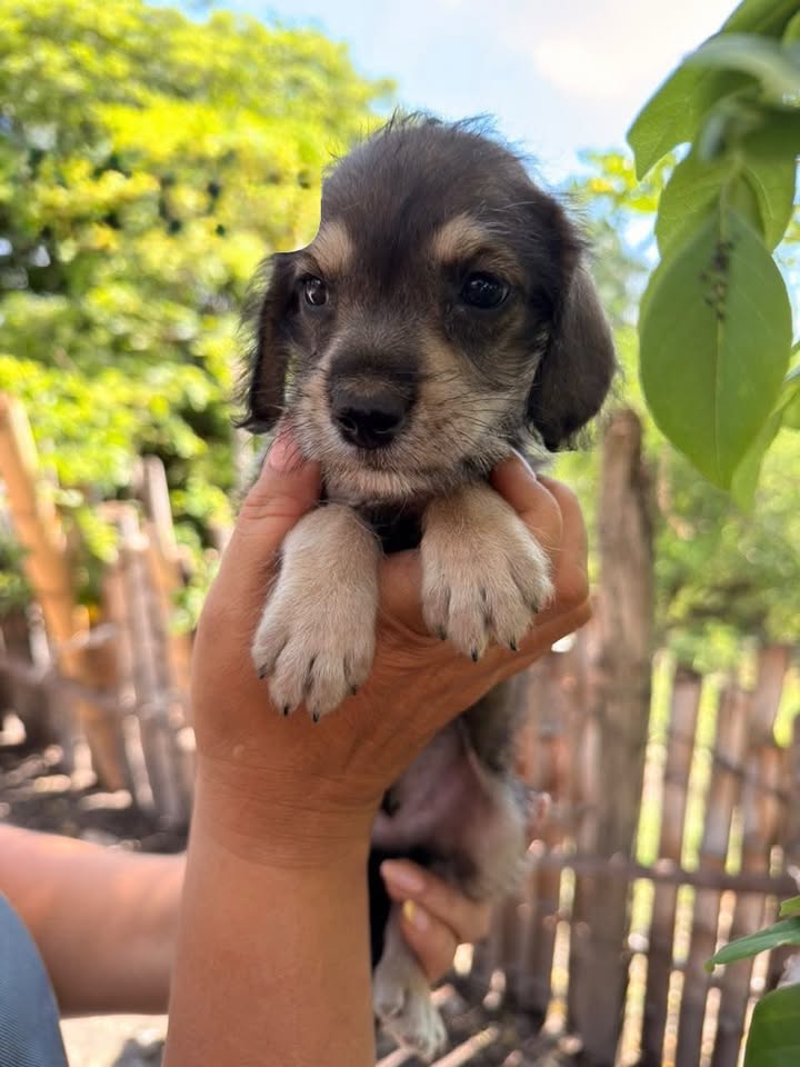 Cachorros medianos pequeños en adopción en Pereira, Risaralda 