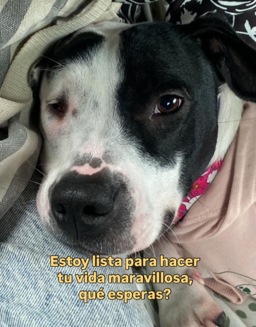 Adopta a Alegría, una perrita juguetona y amorosa en Bogotá 