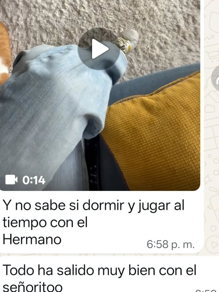 Seguimiento adopción ex Toby, ahora Rambito 