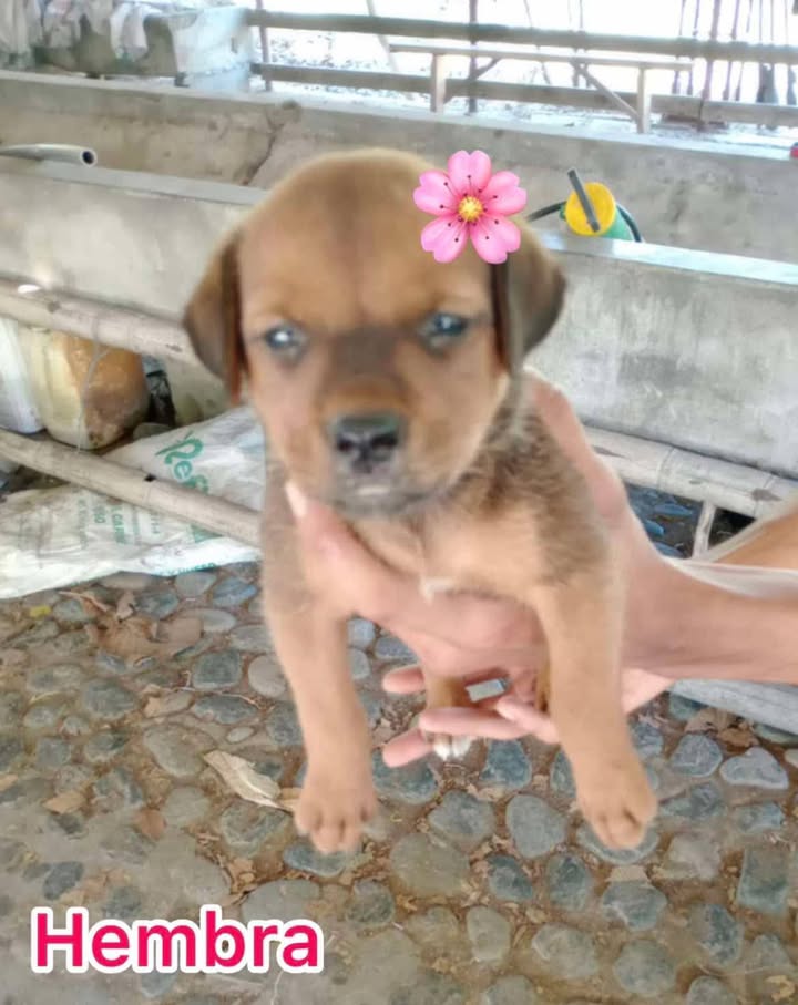 Cachorros Mestizos de Mediana Raza Buscan Hogar en Tuluá 