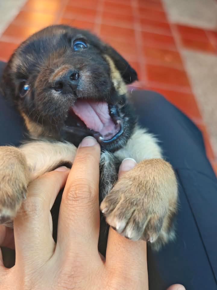 Adopta a Helena, cachorra criolla de 1 mes en Bogotá 