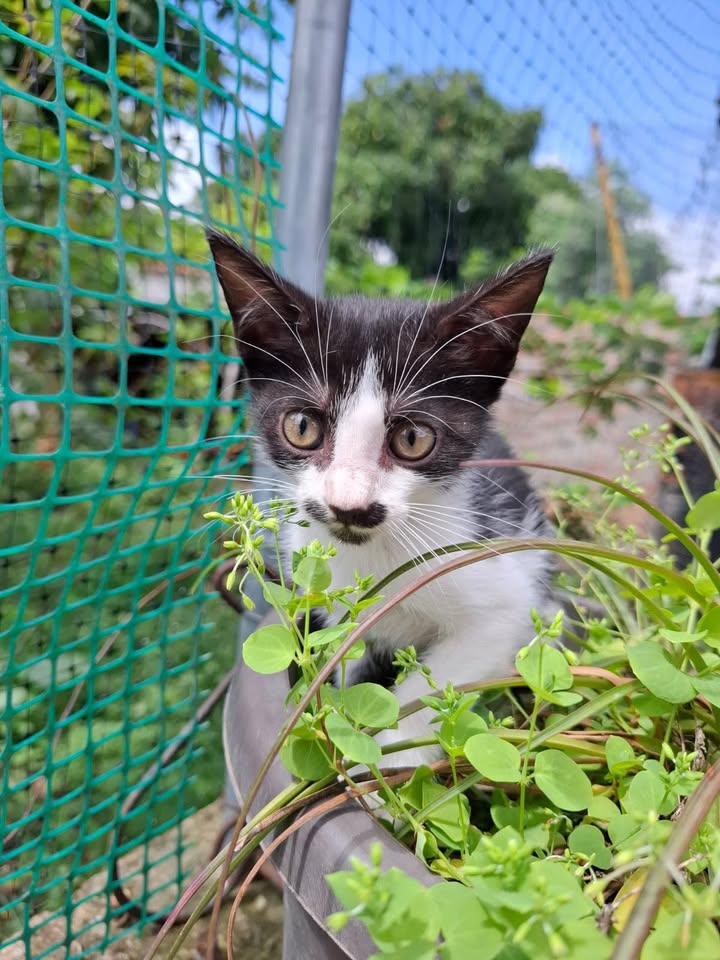 Gatitos juguetones y calmos en adopción responsable 
