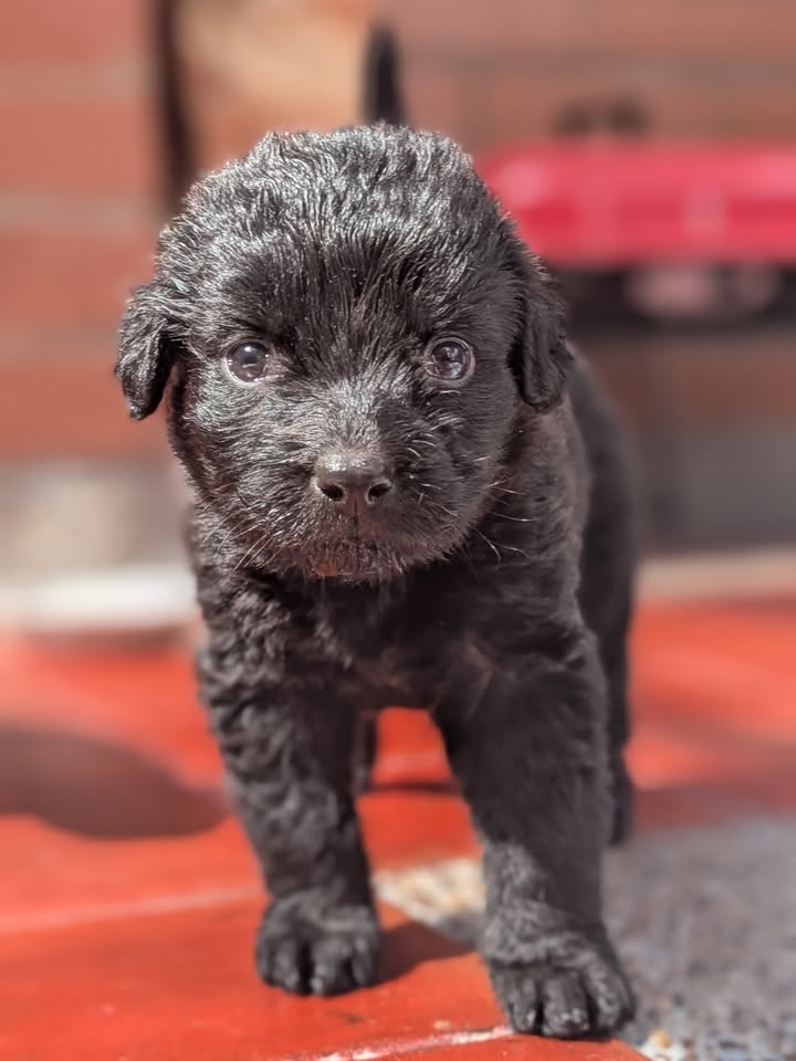 Adopta a Joaquina, cachorro criollo en Bogotá 