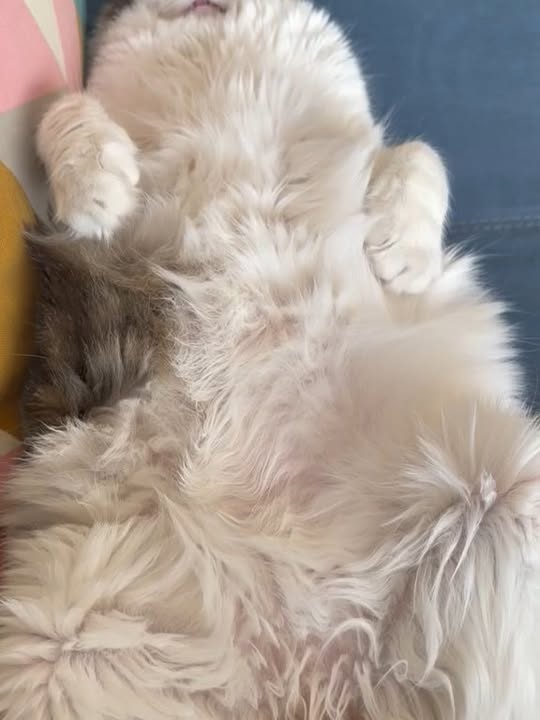Seguimiento adopción ex Toby, ahora Rambito 