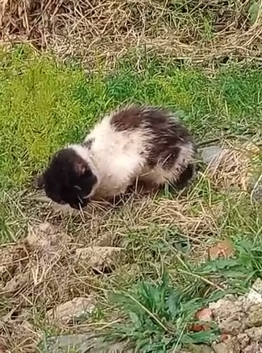 Gatito en apuros en Angelópolis, Antioquia 