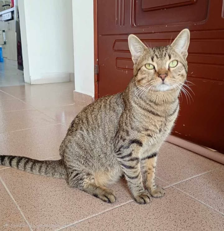 Gato en adopción en Pereira, Risaralda 