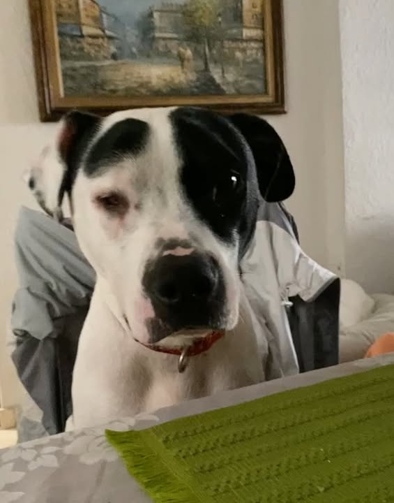 Adopta a Alegría, una perrita juguetona y amorosa en Bogotá 