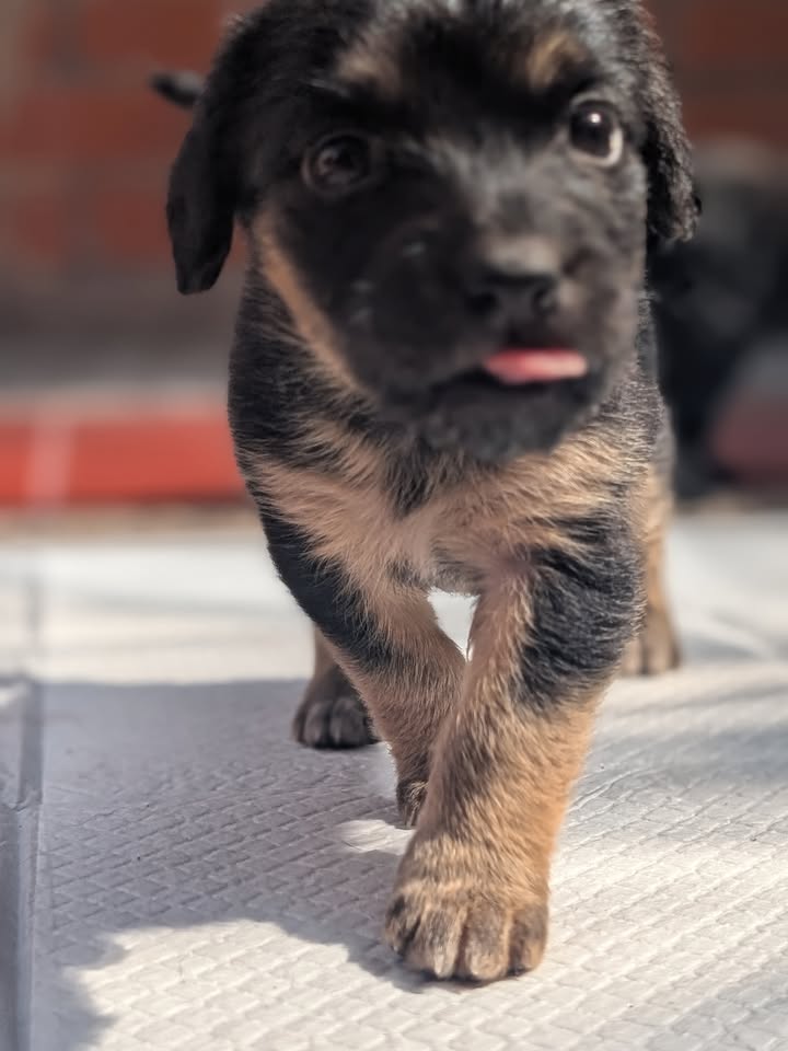Adopta a Helena, cachorra criolla de 1 mes en Bogotá 